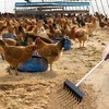 3-In-1 Chicken Coop Cleaner Tool with Adjustable Handle (18-35") - Heavy Duty Scoop, Rake & Shovel for Sand, Litter & Poultry Waste - 3 of 4