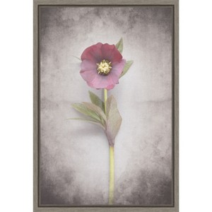 Amanti Art Vintage Hellebore Study VI by Felicity Bradley Framed Canvas Wall Art - 1 of 4