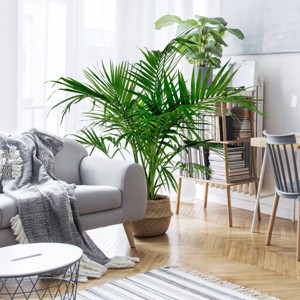 National Plant Network Live Indoor/Outdoor Majesty Palm Plant - 1ct 2.5qt - 1 of 4