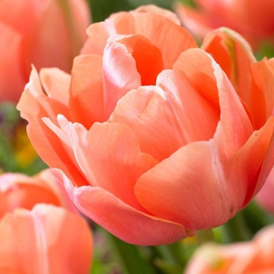 Set of 12 2019 Color of the Year Living Coral Tulip Bulbs - Van Zyverden