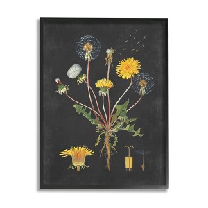 Stupell Industries Botanical Drawing Dandelion On Black Design Framed Giclee Art - 1 of 4