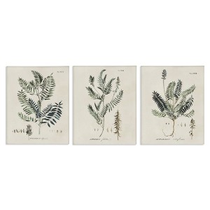 Stupell Industries Green Botanical Latin Study, 11" x 14" - 1 of 4