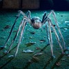 Joyfy 5 Ft Halloween Spider Outdoor Decorations Scary Hairy Spider, Plush Spider for Yard Patio Lawn Garden Window Creepy Halloween Decor Props - 2 of 4