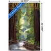 Trends International Lantern Press - Redwoods Pathway in Trees Unframed Wall Poster Prints - 3 of 4
