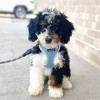 Voyager Step-In Air Dog Harness for Small and Medium Dogs - 4 of 4