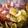 13"H Sullivans Rich-Hued Eucalyptus Bundles Set of 3, Multicolor - 2 of 3