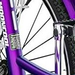 rose purple