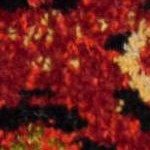 terracotta/multi