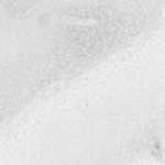 transparent white