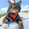Voyager Step-In Lock Adjustable Dog & Cat Harness for All Breeds, Breathable Mesh, Orange Base, XS - 4 of 4