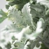 Sullivans Artificial Dusty Miller Bush 17"H; Green - image 2 of 2