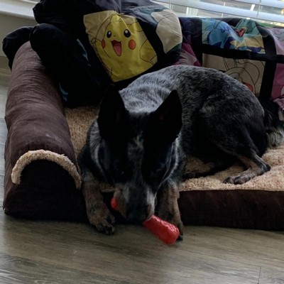 Rubber Bone Dog Toy - Boots & Barkley™ : Target