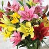 Van Zyverden 3ct Bulbs Lilies Asiatic Mixed - 2 of 4
