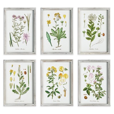 Plum & Post Perennial Botanical Study, Set Of 6