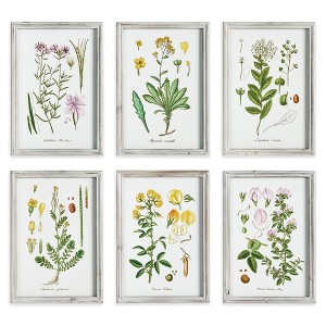 Plum & Post Perennial Botanical Study, Set Of 6 - 1 of 4