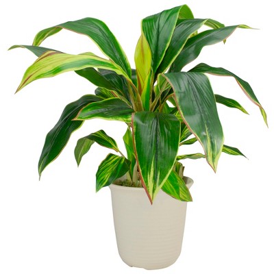 Northlight 25" Dracaena Artificial Potted Plant - Green/White