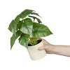 Racxily (3 pack) 10-inch x 4-inch Artificial Philodendron Leaf Plant in White Pot, Green, for Indoor Use - 3 of 4