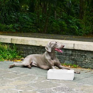 Sam's Pets Duke Pet Bowl 13'' In Sand White - 1 of 4