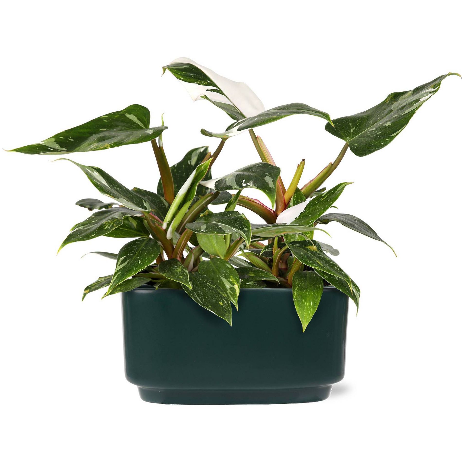 Green Circle Growers 10" White Princess Philodendron Duo in Green Ceramic Pot