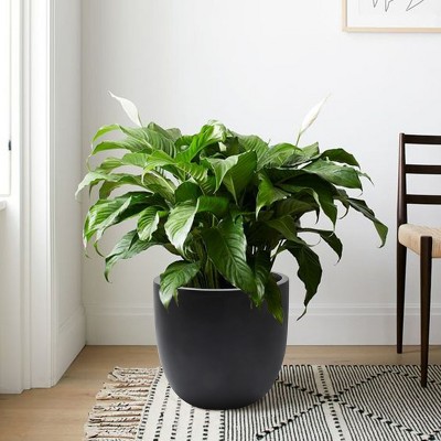 Medium Black Magnesium Oxide Round Outdoor Planter