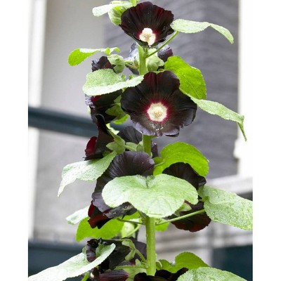 Van Zyverden Set of 5 Hollyhocks Nigra Roots