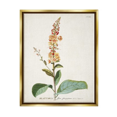 Stupell Industries Botanical Plant Illustration Flowers Vintage Design