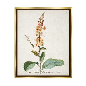 Stupell Industries Botanical Plant Illustration Flowers Vintage Design - 1 of 4
