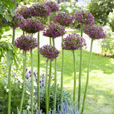 Set of 3 Allium Magic Bulbs - Van Zyverden