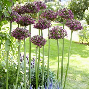 Set of 3 Allium Magic Bulbs - Van Zyverden - 1 of 4