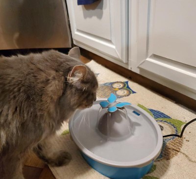 Cat drinking hot sale fountain target