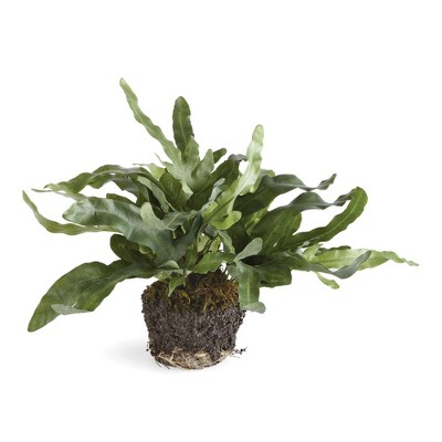 Plum & Post Echeveria Fern Drop-In 11.5"