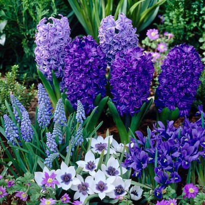 Set of 75 Blue Spring Flowering Garden Collection Bulbs - Van Zyverden