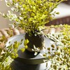 Plum & Post Maidenhair Drop-Ins Set of 3 - 3 of 4