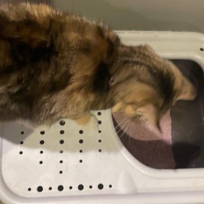 Guest review image 2 of 3, zoom in