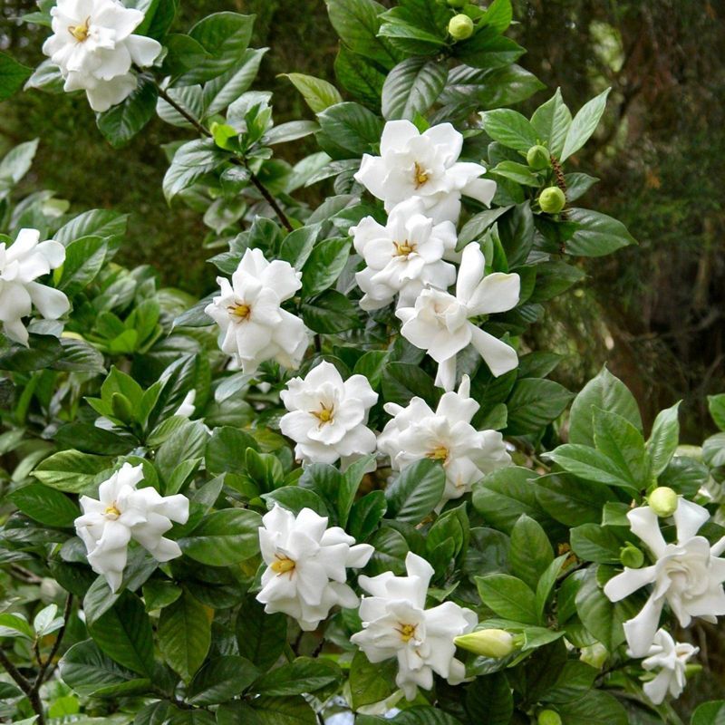 2.25gal Frostproof Gardenia Plant White Blooms - National Plant Network, 5 of 6