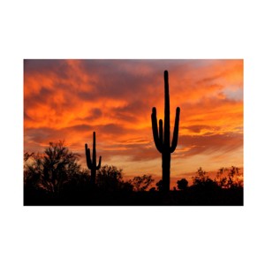 Trademark Fine Art -Mike Jones Photo 'Saguaros Amazing Sunset 5' Canvas Art - 1 of 4