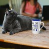 Pavilion Gift Company - My Cat - 15 oz Latte Cup - Drinkware - 2 of 4
