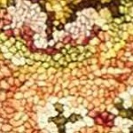 goldenrod, burgundy, olive