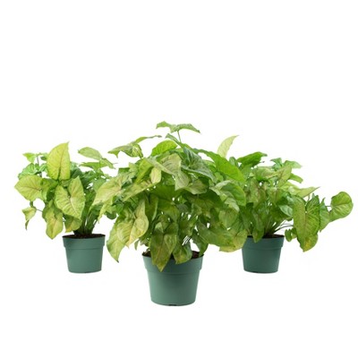 3pc Syngonium Bold Allusion - National Plant Network