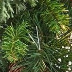 multicolored pine needles