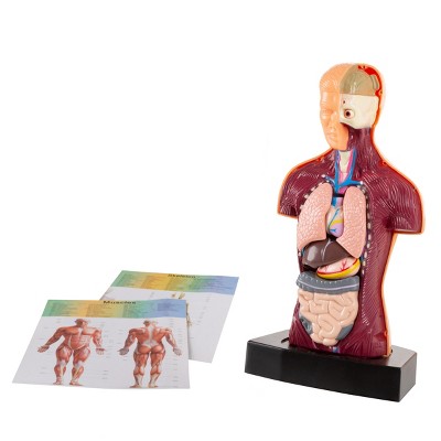 Anatomy Model - Human Body Torso with Removable Organs for Science and Medical Laboratory Learning - Elementary, Junior High, Homeschool by Toy Time