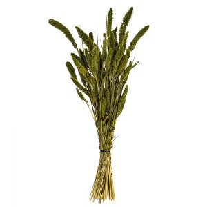 Vickerman 26" Dried Setarea Bunch, 6 oz. - 1 of 3