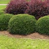 National Plant Network Live Outdoor Dwarf Yaupon Holly Plant - 1ct 1gal - 3 of 4