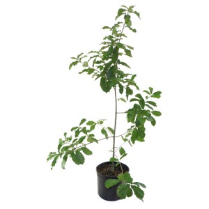 2.25gal Mexican White Oak Tree - National Plant Network - 1 of 3