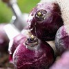 Set of 10 Hyacinths Pink Pearl Set Bulbs - Van Zyverden - 4 of 4