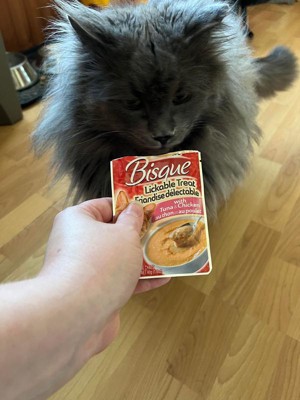 Delectable bisque cat sales food