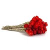 16" Artificial Dried Cape Blumen Bouquet Red - National Tree Company - 4 of 4