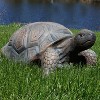 Sunnydaze Indoor/Outdoor Lifelike Large Tanya the Tortoise Patio Garden Yard Entryway Decorative Statue - 20" - 4 of 4