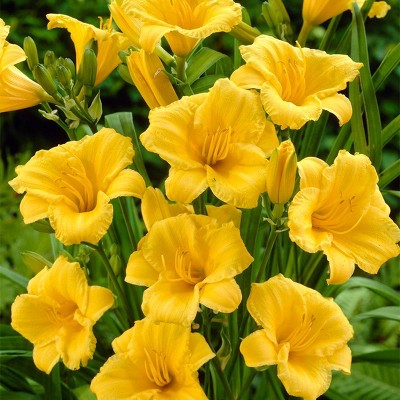 5ct Daylily Stella D'Oro Roots - Van Zyverden