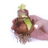 Amaryllis Red Preplanted Bulb with Red Cache Ceramic Planter - Van Zyverden - 3 of 3